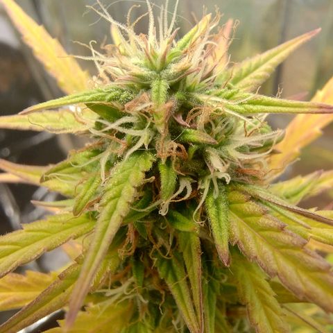 Gorila glue #4  growlog timeline photo