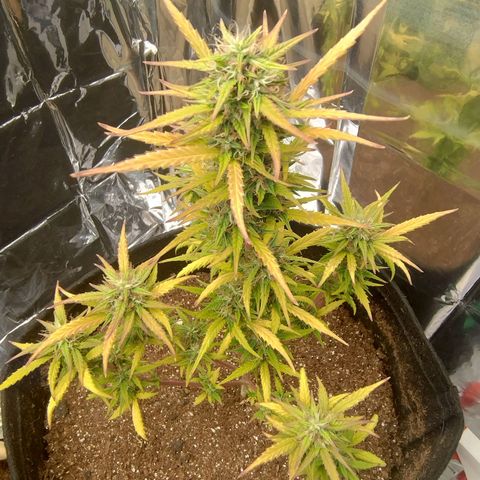 Gorila glue #4  growlog timeline photo