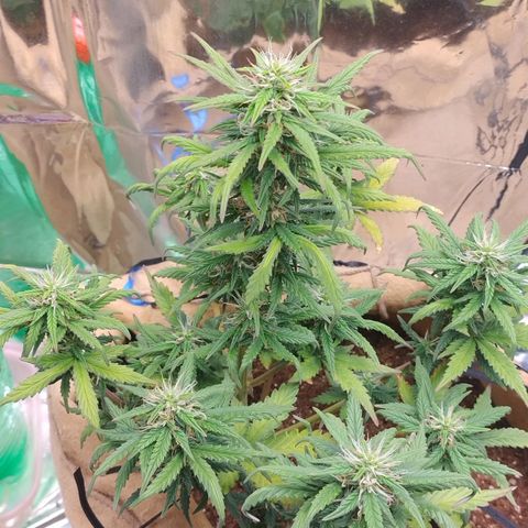 Gorila glue #4 growlog timeline photo