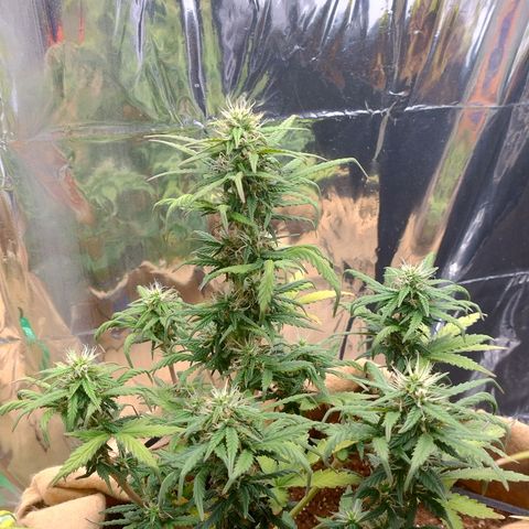 Gorila glue #4 growlog timeline photo