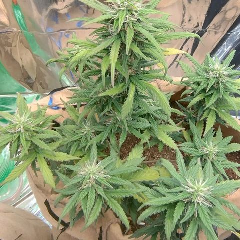 Gorila glue #4 growlog timeline photo