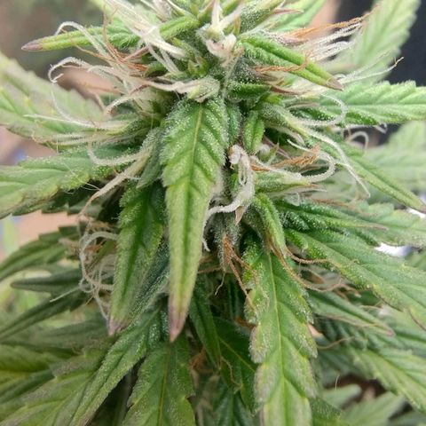 Gorila glue #4 growlog timeline photo