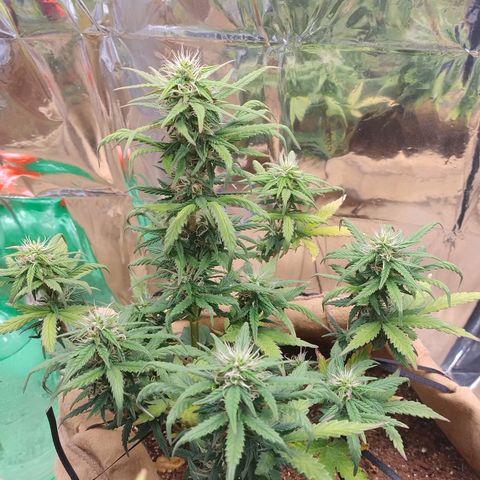 Gorila glue #4 growlog timeline photo