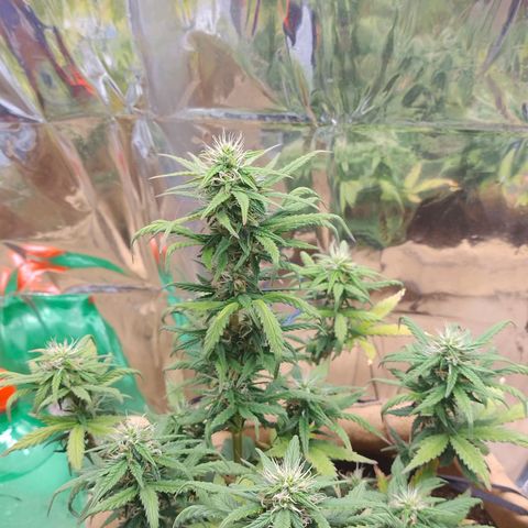 Gorila glue #4 growlog timeline photo