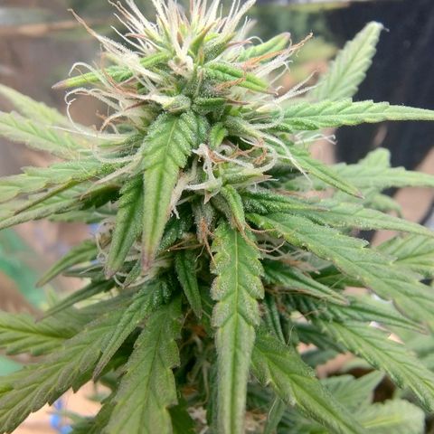 Gorila glue #4 growlog timeline photo