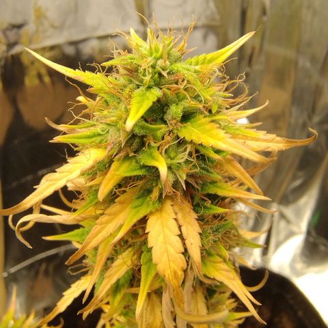Gorila glue #4  growlog timeline photo