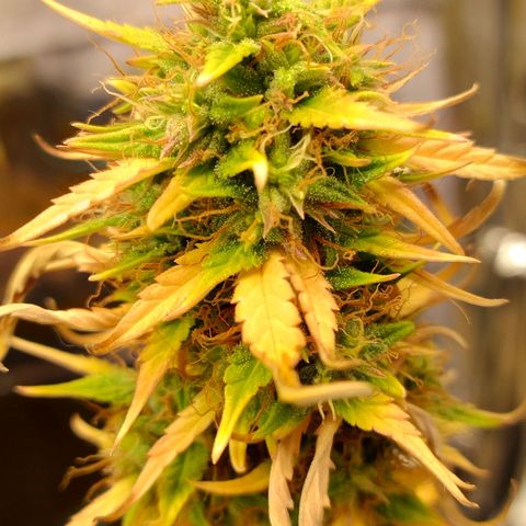Gorila glue #4  growlog timeline photo