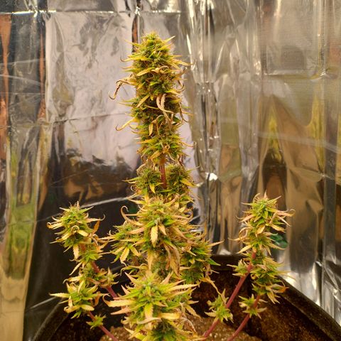Gorila glue #4  growlog timeline photo