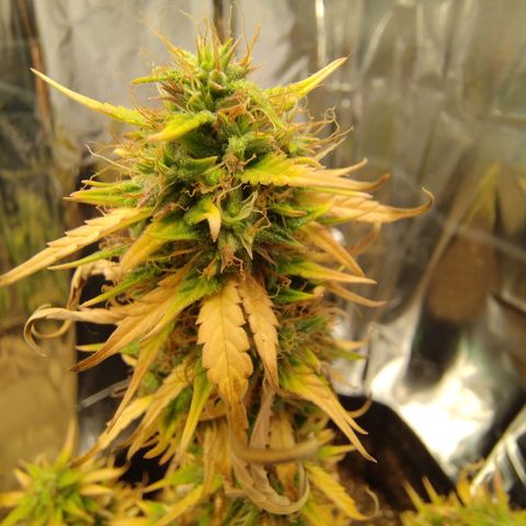 Gorila glue #4  growlog timeline photo