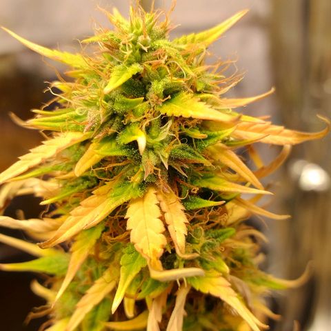 Gorila glue #4  growlog timeline photo