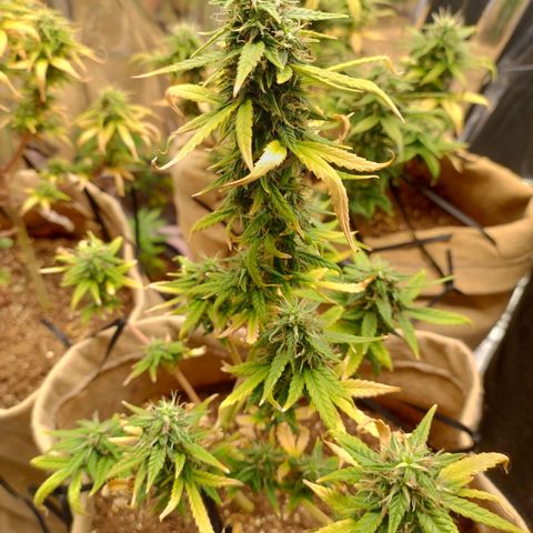 Gorila glue #4  growlog timeline photo