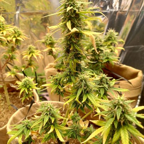 Gorila glue #4  growlog timeline photo