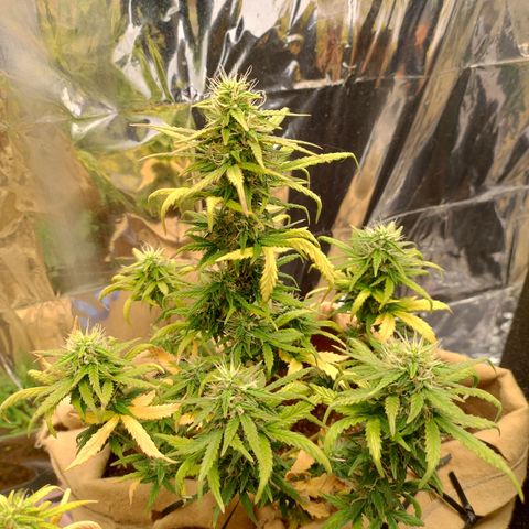 Gorila glue #4 growlog timeline photo