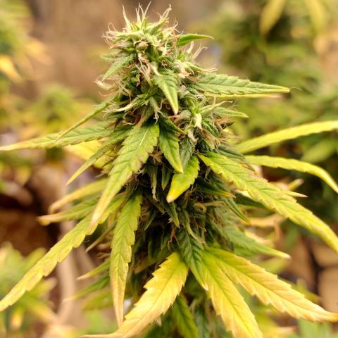 Gorila glue #4 growlog timeline photo