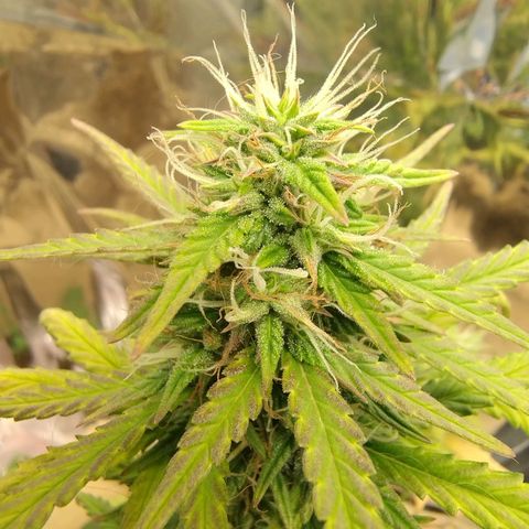 Gorila glue #4 growlog timeline photo