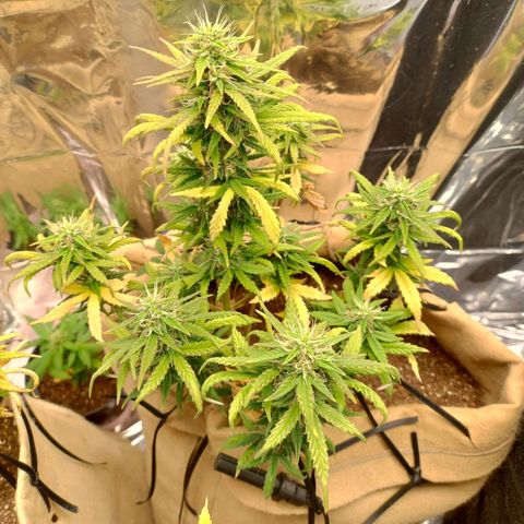 Gorila glue #4 growlog timeline photo