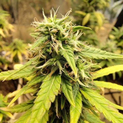 Gorila glue #4 growlog timeline photo
