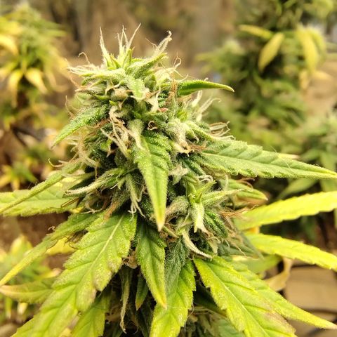 Gorila glue #4 growlog timeline photo