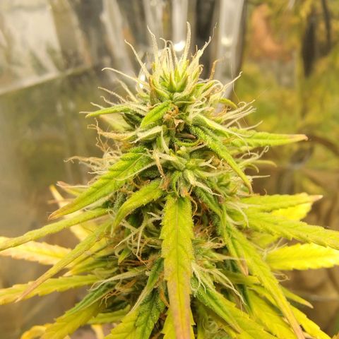 Gorilinha  growlog timeline photo