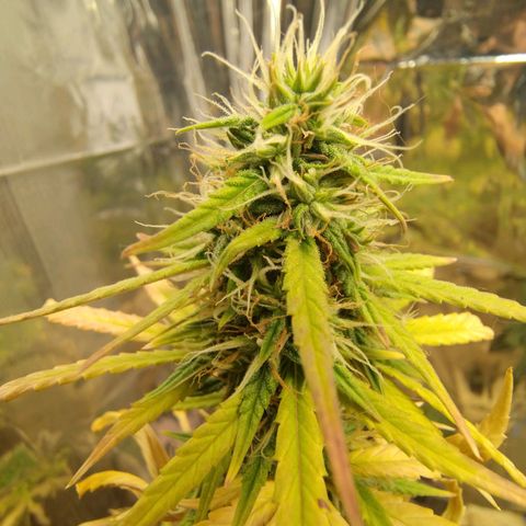 Gorilinha  growlog timeline photo