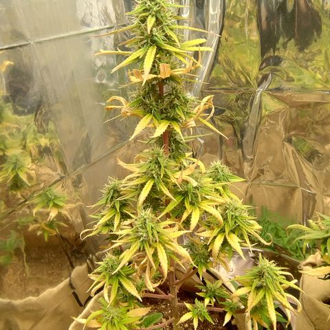 Gorilinha  growlog timeline photo