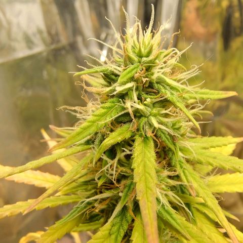 Gorilinha  growlog timeline photo