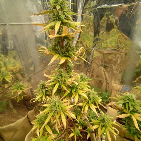 Gorilinha  growlog timeline photo