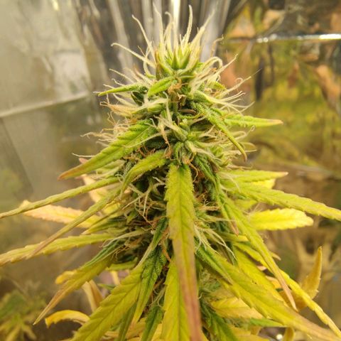 Gorilinha  growlog timeline photo