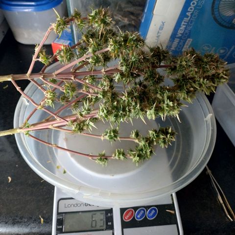 Gorilinha  growlog timeline photo