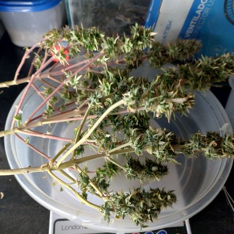 Gorilinha  growlog timeline photo