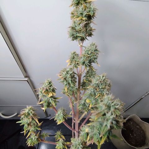 Gorilinha  growlog timeline photo