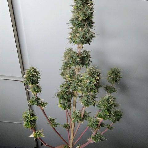 Gorilinha  growlog timeline photo