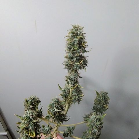 Gorilinha  growlog timeline photo