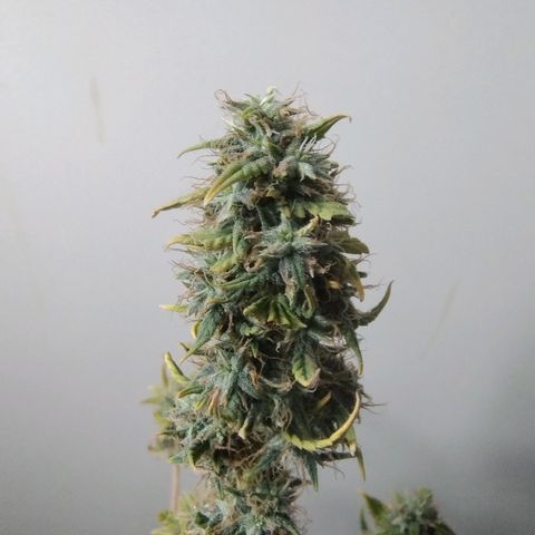 Gorilinha  growlog timeline photo
