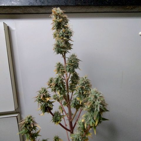 Gorilinha  growlog timeline photo