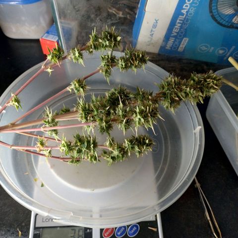 Gorilinha  growlog timeline photo