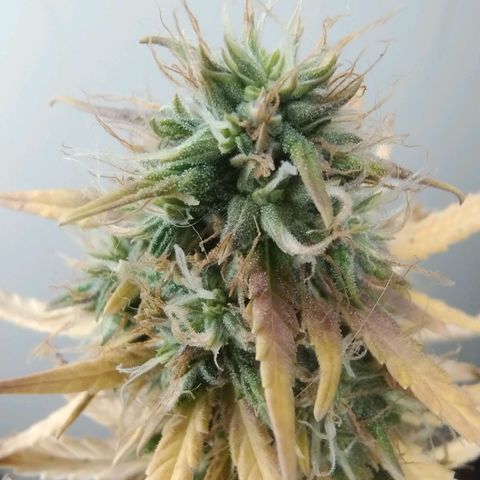 Gorilinha  growlog timeline photo