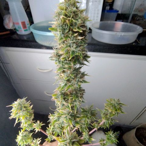 Gorilinha  growlog timeline photo