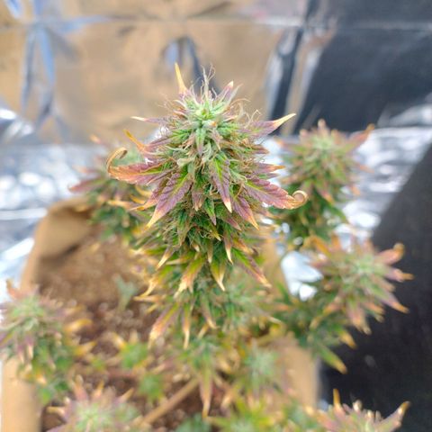 Gorila glue #4 growlog photo: Está roxa. Vou saber ler sobre ...