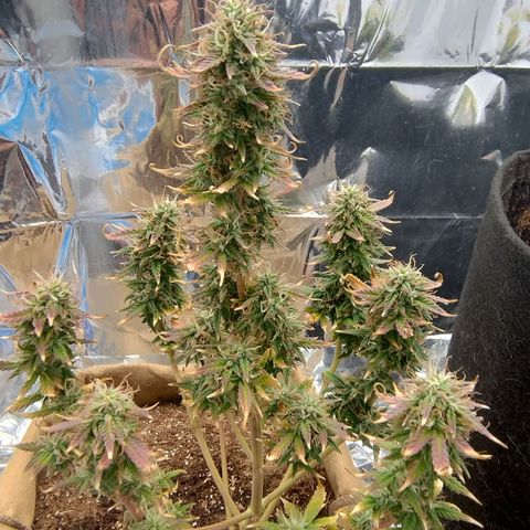 Gorila glue #4 growlog photo: Está roxa. Vou saber ler sobre ...
