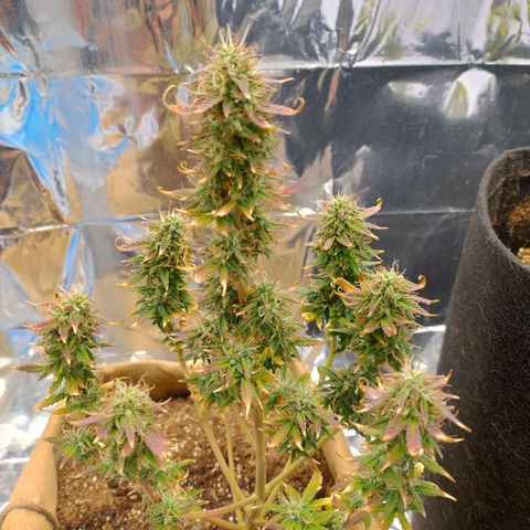 Gorila glue #4 growlog photo: Está roxa. Vou saber ler sobre ...