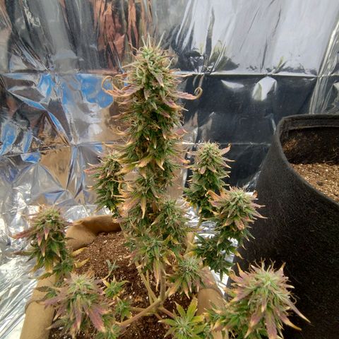 Gorila glue #4 growlog photo: Está roxa. Vou saber ler sobre ...