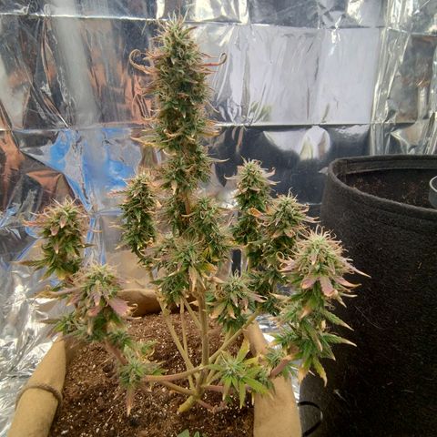 Gorila glue #4 growlog photo: Está roxa. Vou saber ler sobre ...