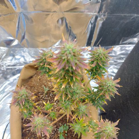 Gorila glue #4 growlog photo: Está roxa. Vou saber ler sobre ...