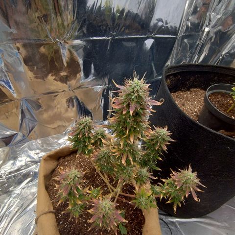 Gorila glue #4 growlog photo: Está roxa. Vou saber ler sobre ...