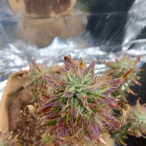 Gorila glue #4 growlog timeline photo