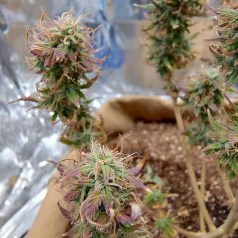 Gorila glue #4 growlog timeline photo
