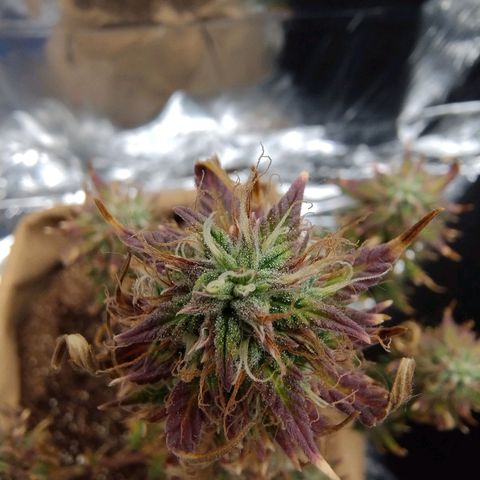 Gorila glue #4 growlog timeline photo