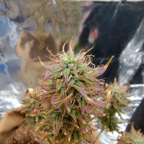 Gorila glue #4 growlog timeline photo