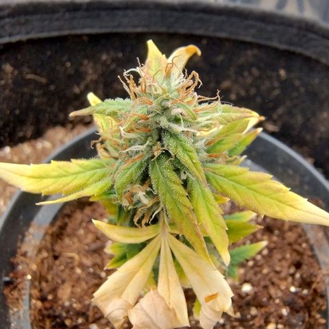 Gorilinha  growlog photo: Clone pirulito